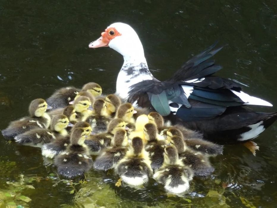 Продам индоуток.