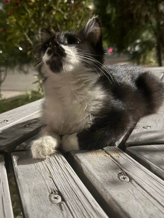 ищем дом для котенка!