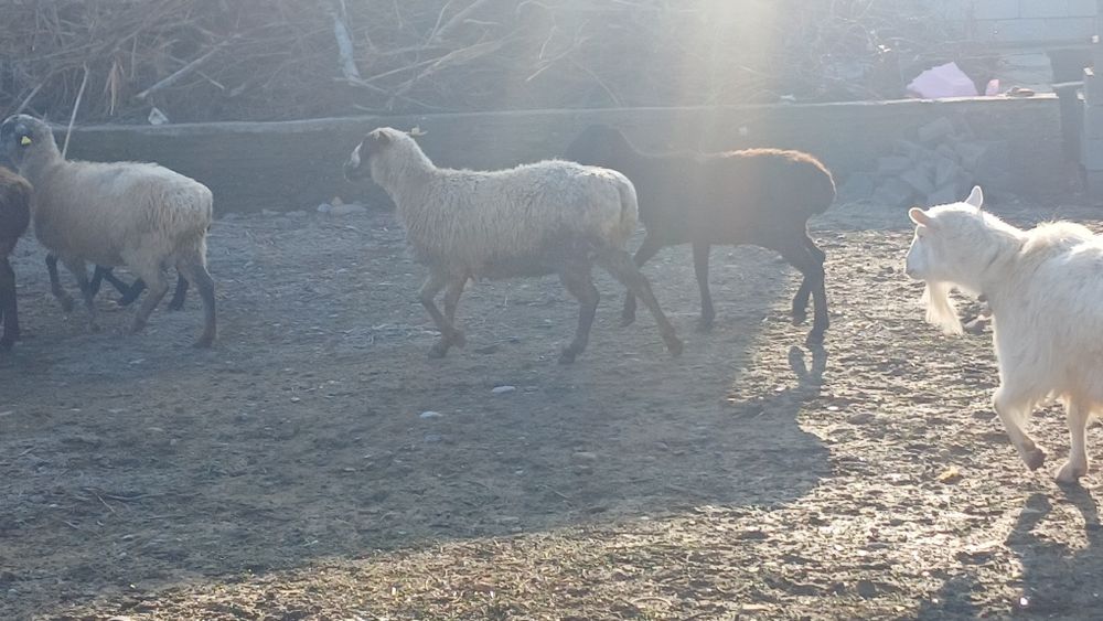 Қой сатылады туркестан қаласы