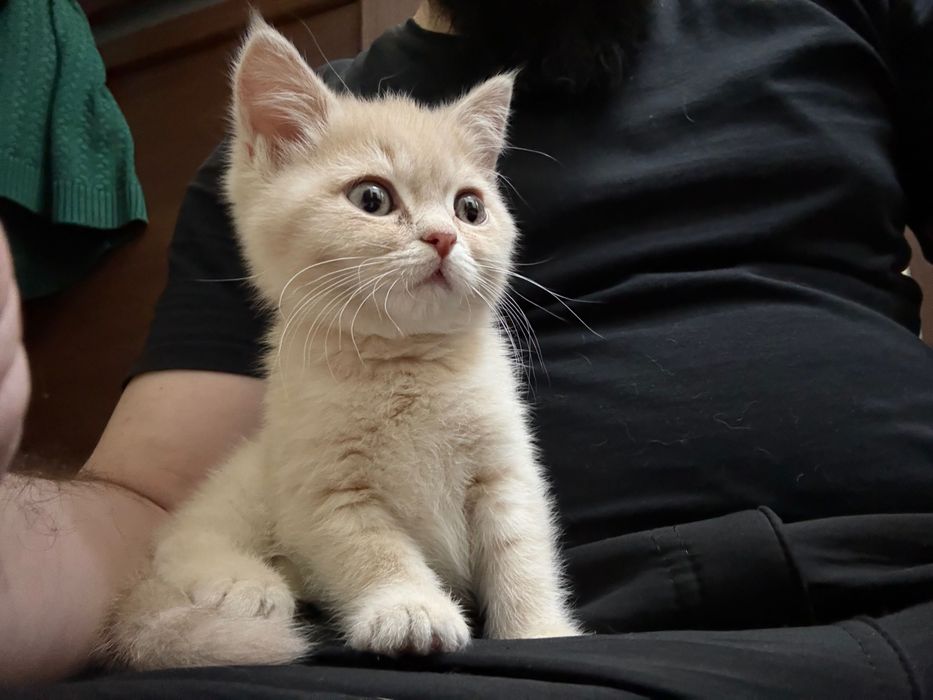 Mushuk bolasi sotiladi