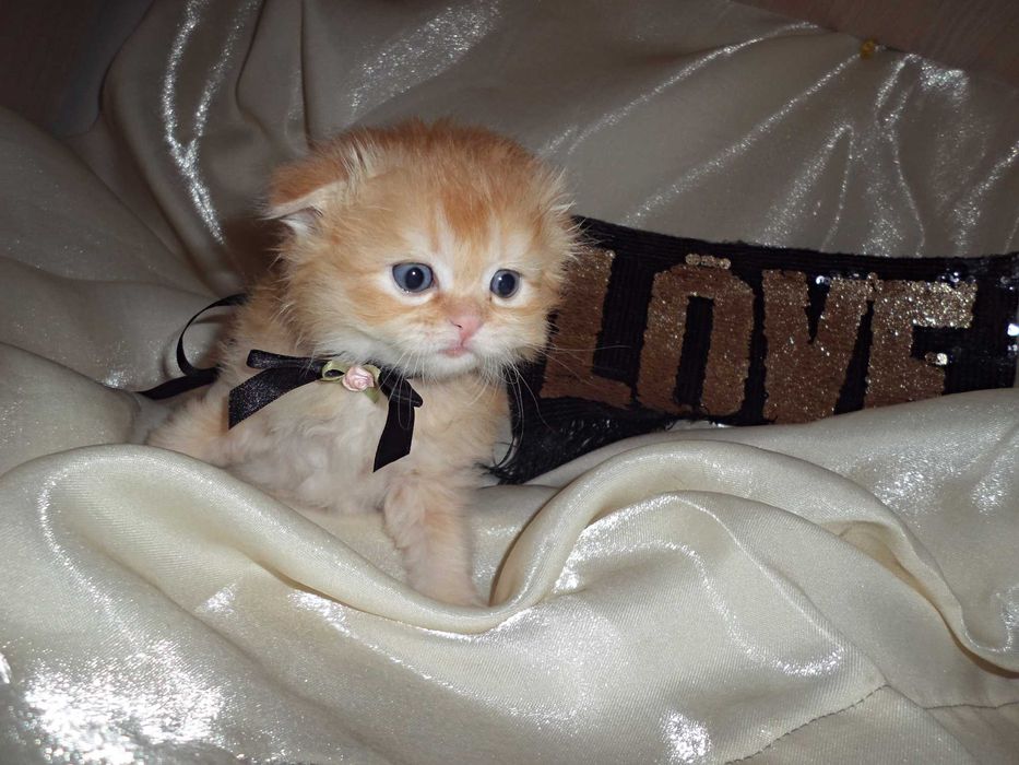 Чудесный шиншила мальчик скоттиш фолд