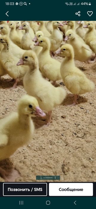 Продам гусят  Линда