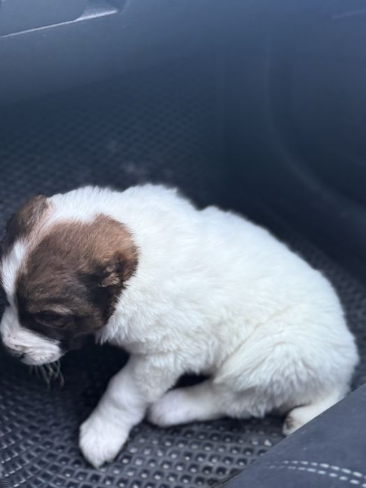 Продам Алабай щенок