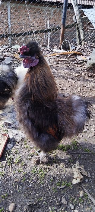 Cocoși mătase japoneză