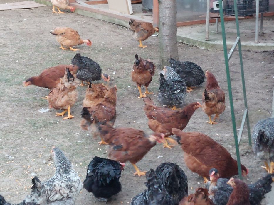 Gaini  și puicute de țară