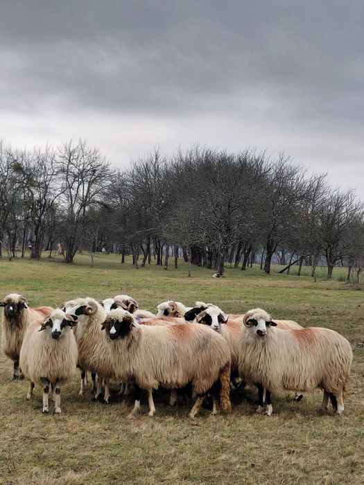 De vanzare oi miori si strămiori