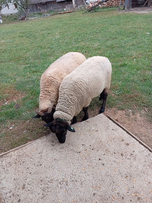 Oi sufok 4-5 ani marlite