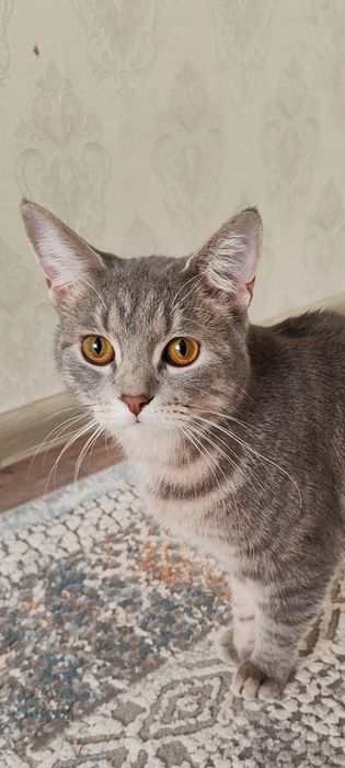 Пропал кот Бобик, с 9 мкр-10 дом