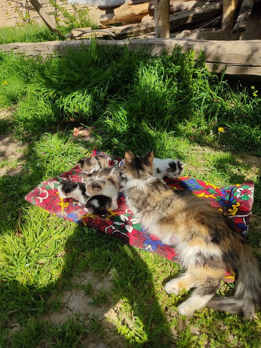 котята в добрые руки
