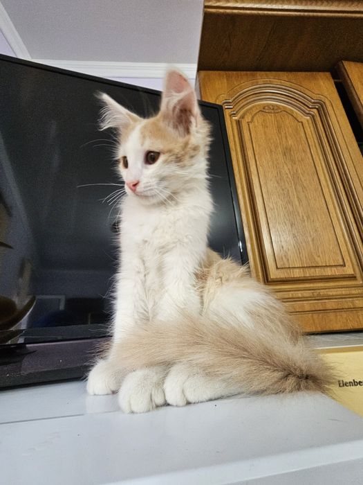 Котенок  мальчик)))