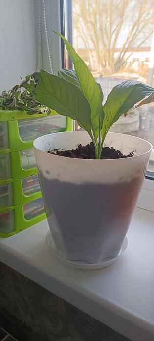 Спатифиллиум ( женское счастье)