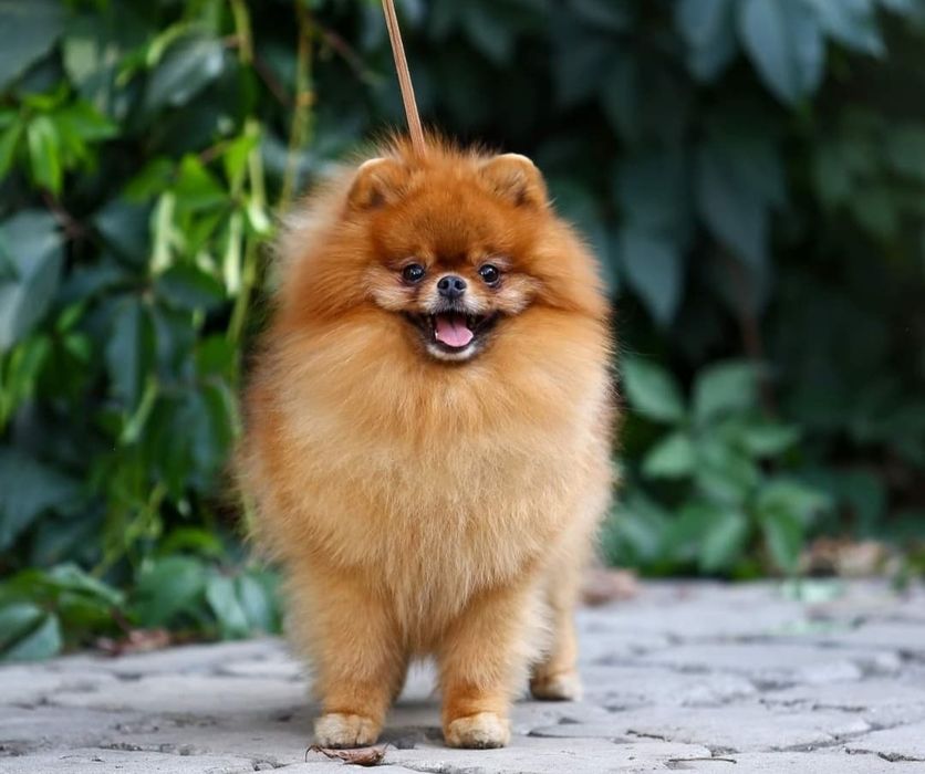 Померанский шпиц,вязка