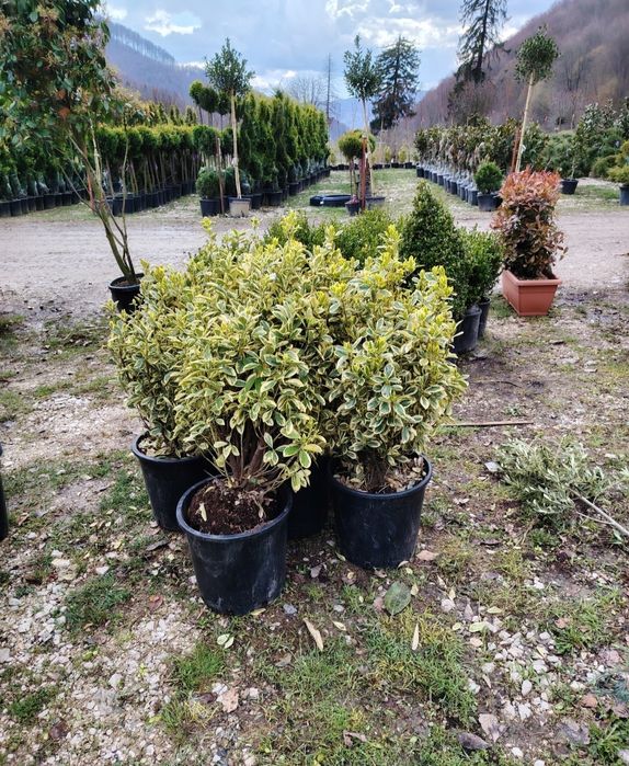 Amenajări grădini de la A la Z