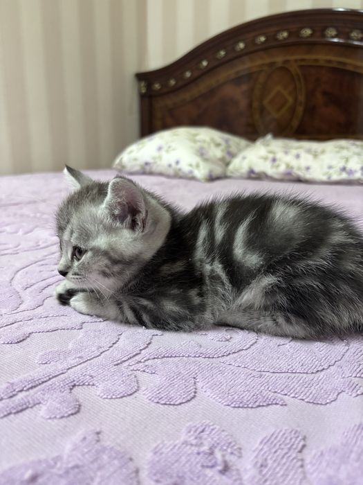 Продам породистых котят