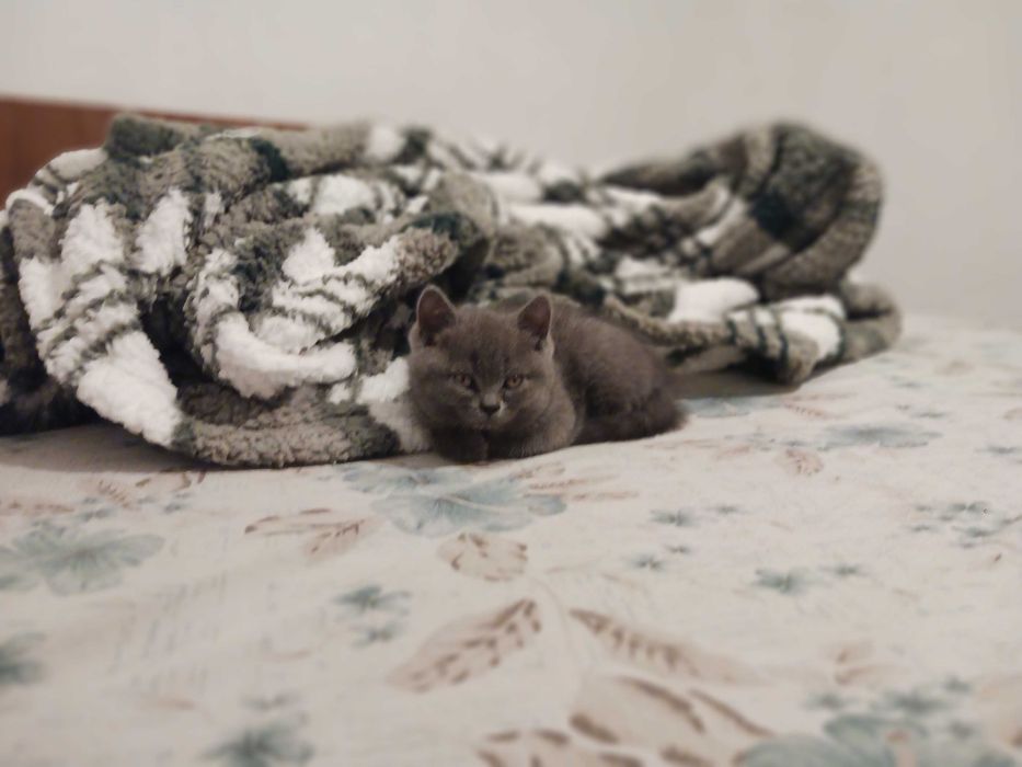 Шотлански клепоухи котенца