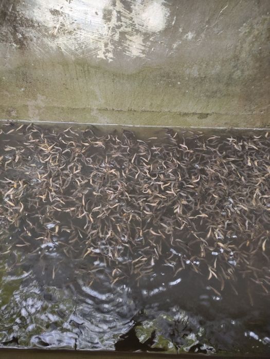 Зарибителен материал зарибител за пъстърваи балканска пъстърва