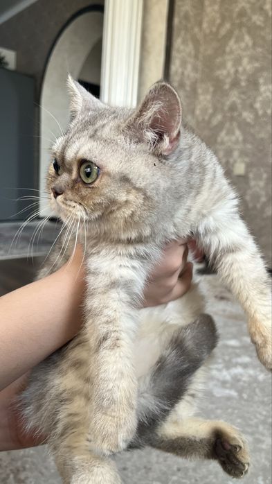 Продам Котенка Британец