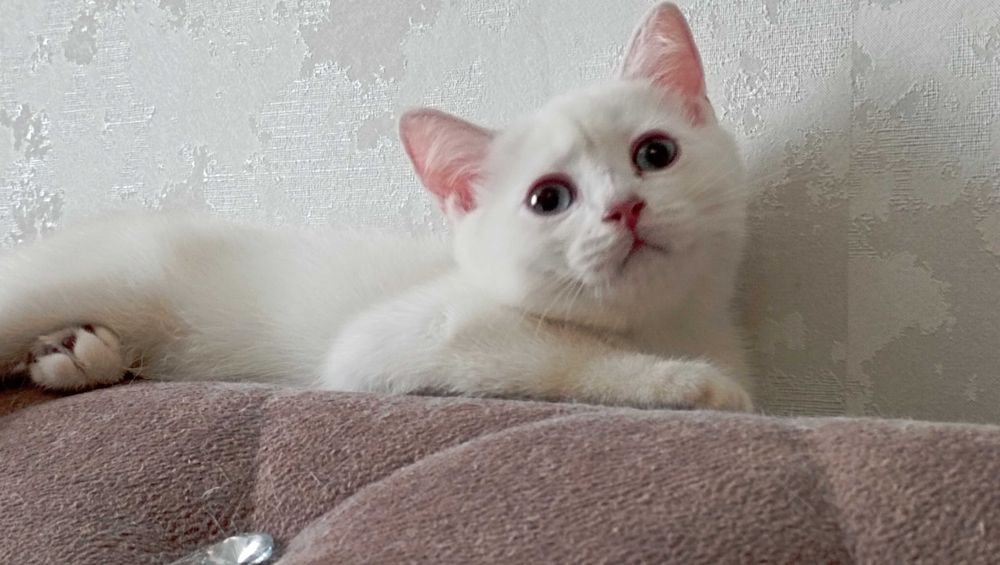 Британские шиншиллы