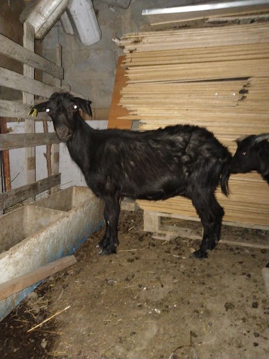 Ешкі лағымен бірге