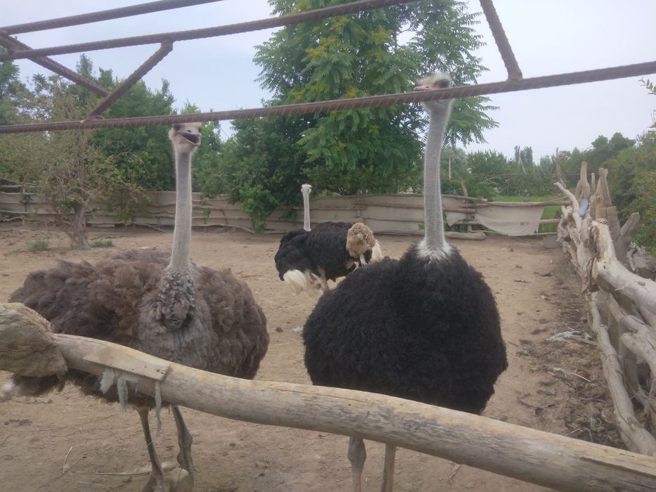 Afrika qora bo'yin strauslari sotiladi