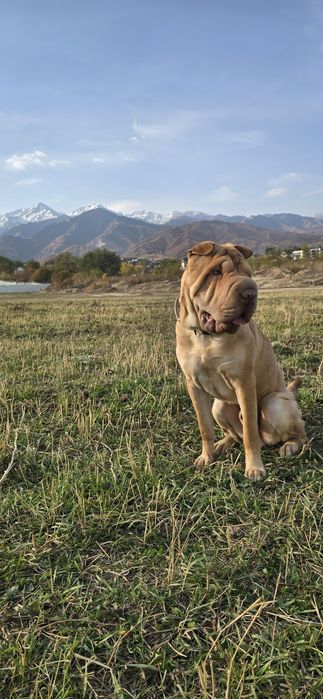 Кобель шарпея /вязка