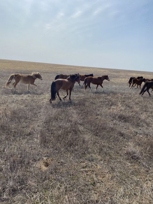 Айғыр сатылады