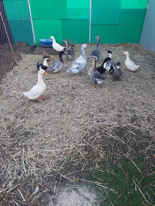 Marans,Vorwerk, Australorp..