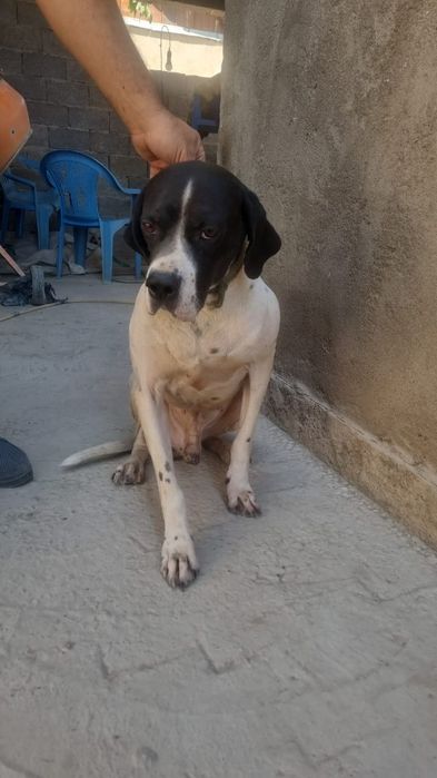 Английский Поинтер