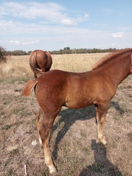 Mânz de vânzare de