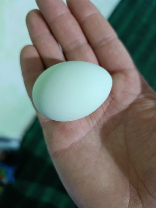 Uxayil tovuq koʻk tuxumlariga zakas olamiz