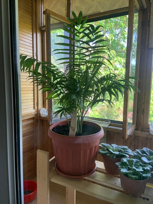 Пальма Хамедорея