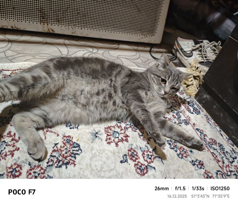 Отдам хорошего кота