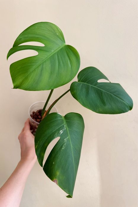 Монстера аурея и делициоза