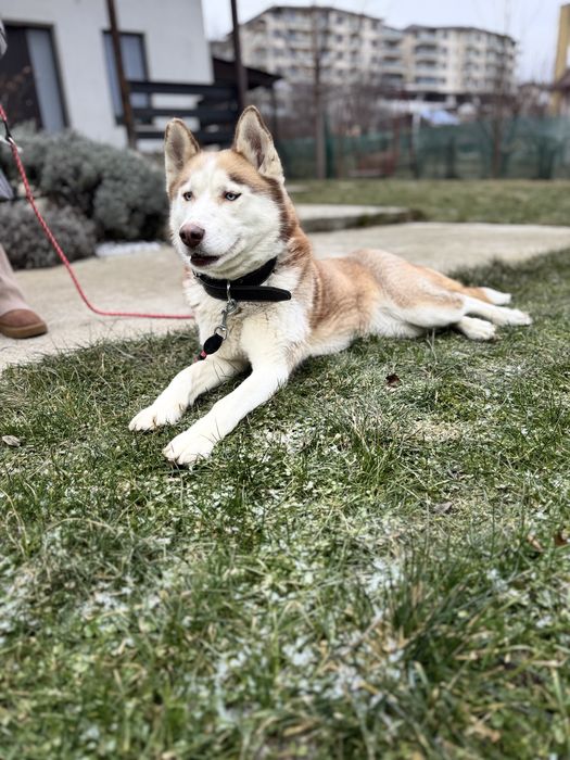 Donez femela Husky Siberian