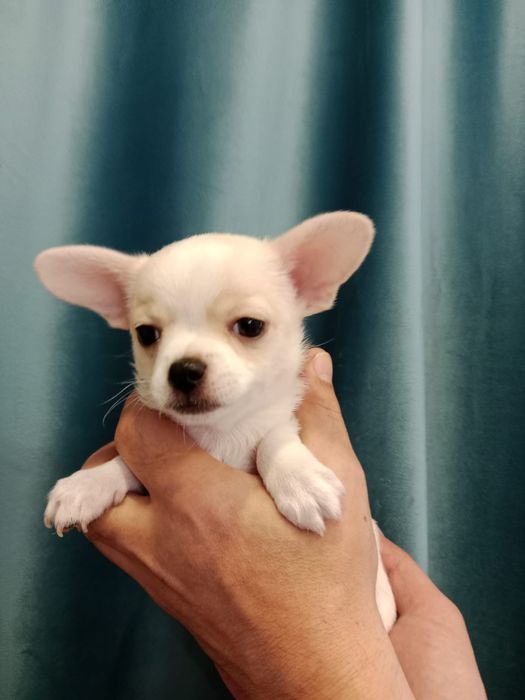 Чихуахуа мальчики 2 месяца.