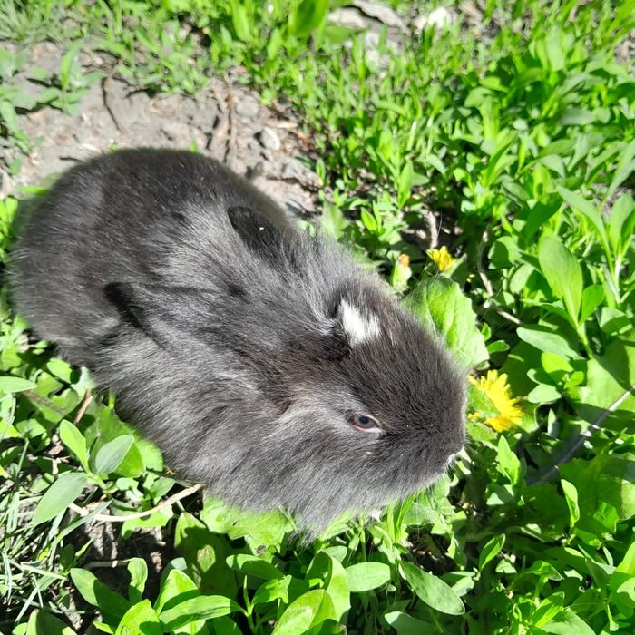 Декоративные  кролики