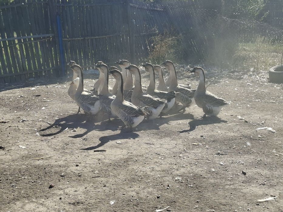 Vând sau schimb gâște Africane