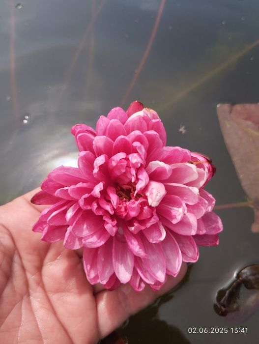 Нимфея Jakkaphong