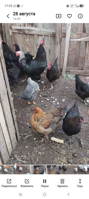 Продам кур петухов