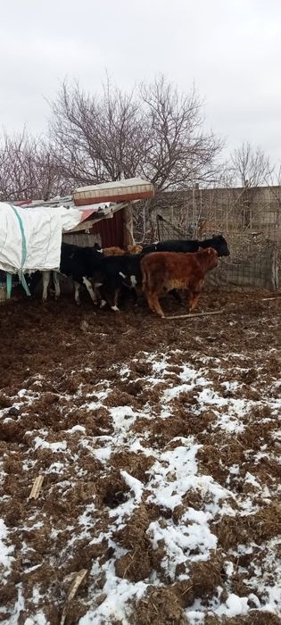 vând 6 tăurași și 2 vițele