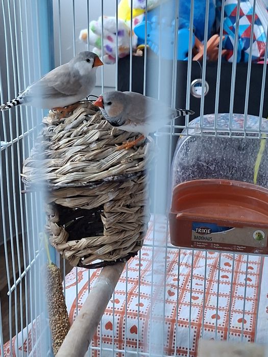 Vând zebre australiene tinere