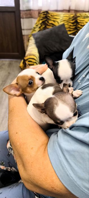 Щеночки красавцы, ждут своих новых хозяев