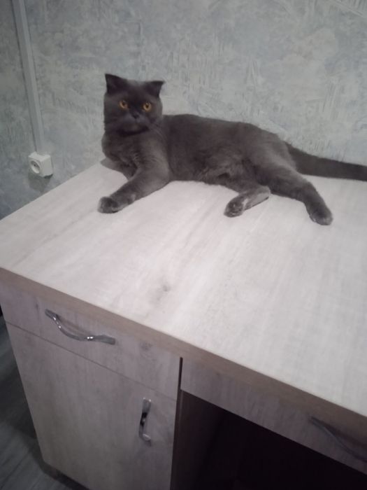 Продаётся котята