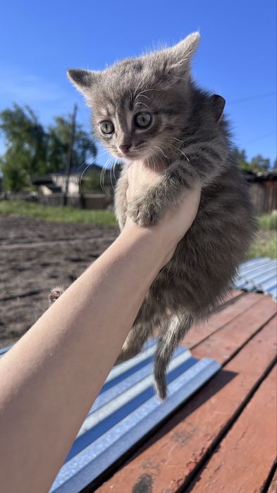 Котята прекрасные