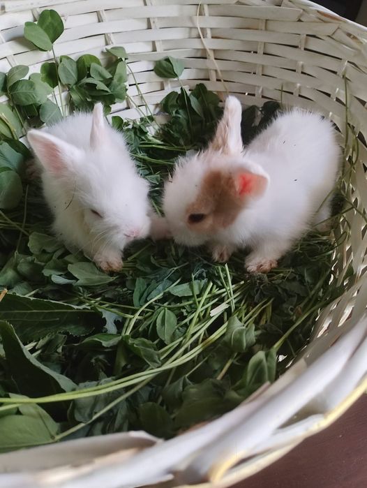 Pui iepurasi rasa pitica nu cresc ,urechiuse mici!