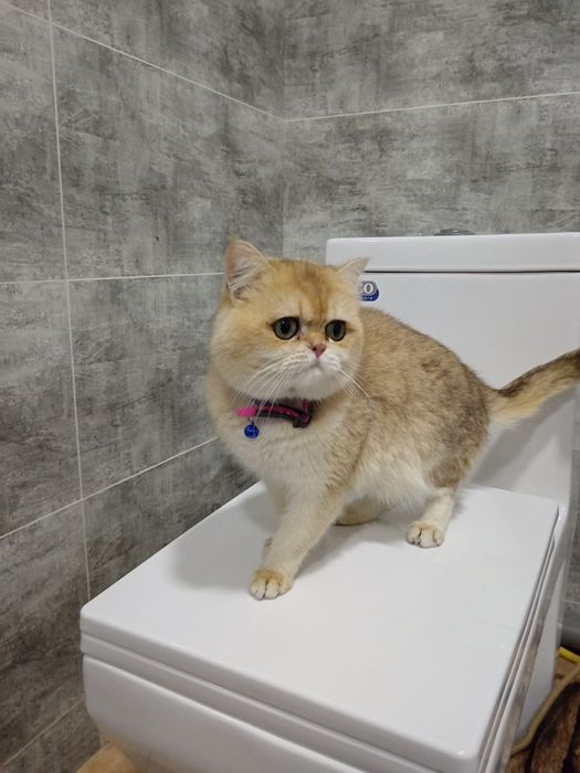 Золотистый Британец ну 12 вязкакага таклиф киламиз