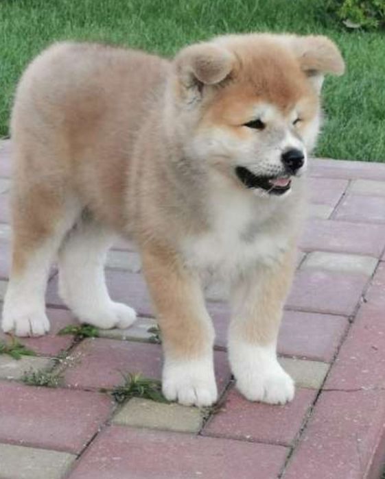 Щенок Акиты -ину девочка
