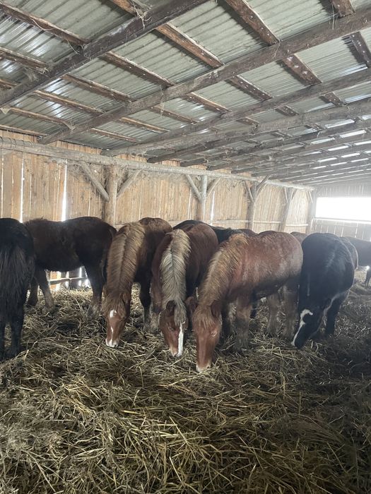 Vand manzi si manze din cai  grei