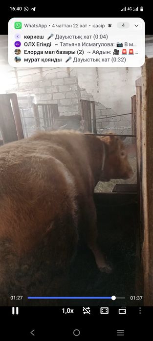 откорм бұқалар  сатылады