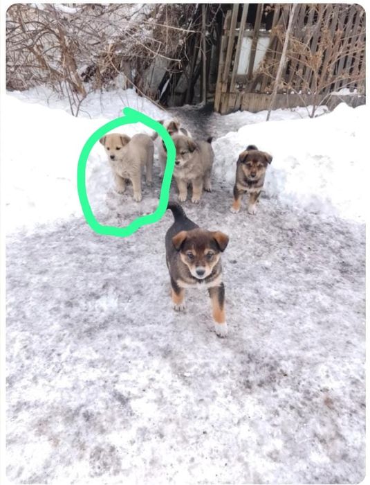 Щенки ищут любящих хозяев